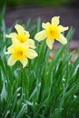 Narcissus flowers for chinese new year. White daffodil in the garden. Royalty Free Stock Photo