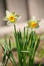 Narcissus flowers for chinese new year. White daffodil in the garden. Royalty Free Stock Photo