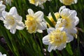 Narcissus flowers, color horizontal photo