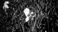 Narcissus flowers in the garden