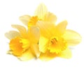 Narcissus flowers Royalty Free Stock Photo