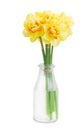 Narcissus flowers posy in vase Royalty Free Stock Photo