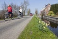 Narcissus flowers at side of road in green heart of holland
