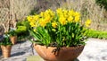 Narcissus flowers stand in a ceramic pot in the yard of a beautiful garden. Daffodils in a terracotta pot close up photo with copy