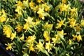 Narcissus flowers in a tub