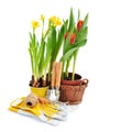 Narcissus flowers, tulips and gardening tools on white background. Gardening concept Royalty Free Stock Photo