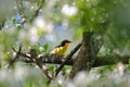 Narcissus Flycatcher on the branch of toringo crabapple tree Royalty Free Stock Photo