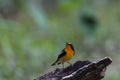 Narcissus Flycatcher Royalty Free Stock Photo