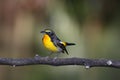 Narcissus flycatcher & x28;ficedula narcissina& x29; Royalty Free Stock Photo