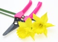 Narcissus and Gardening scissors Royalty Free Stock Photo