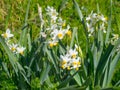 Beautiful white daffodils Royalty Free Stock Photo