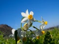 Beautiful white daffodils Royalty Free Stock Photo