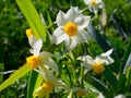 Beautiful white daffodils Royalty Free Stock Photo