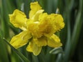 Narcissus is a genus of predominantly spring flowering perennial plants of the amaryllis family, Amaryllidaceae. Various common na Royalty Free Stock Photo