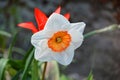 Narcissus is a genus of predominantly spring flowering perennial plants Royalty Free Stock Photo