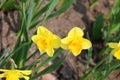 Narcissus is a genus of predominantly spring flowering perennial plants Royalty Free Stock Photo