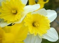 Narcissus Daffodil White and Yellow Pair Royalty Free Stock Photo