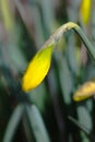 Gracefully Unopened Daffodil Bud on Arched Stem - amaryllis Royalty Free Stock Photo