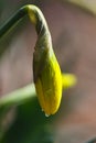 Gracefully Unopened Daffodil Bud on Arched Stem 2 - amaryllis Royalty Free Stock Photo