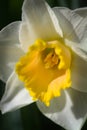 Graceful Soft-Focused White and Buttery Yellow Daffodil - amaryllis Royalty Free Stock Photo