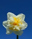 Double Daffodil Narcissus White and Yellow on blue sky background Royalty Free Stock Photo