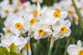 Narcissus Geranium (Narcissus poeticus) blossoms in the garden in spring