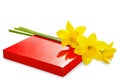 Narcissus and gift box on white Royalty Free Stock Photo