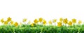 Narcissus in green grass. Spring border. Royalty Free Stock Photo