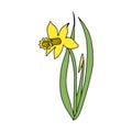 Narcissus in hand drawn cartoon style isolated on white background. Spring flower