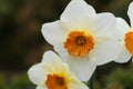 Narcissus `honk your honk` variety Iris, Iridaceae