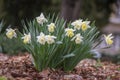 Narcissus hybridus bright white trumpet daffodils stainless flowers in bloom, early springtime bulbous flowering plants Royalty Free Stock Photo