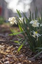 Narcissus hybridus bright white trumpet daffodils stainless flowers in bloom, early springtime bulbous flowering plants Royalty Free Stock Photo