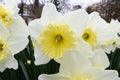 Narcissus `Ice follies` Amaryllidacea. White and yellow large flowers. Royalty Free Stock Photo