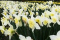 Narcissus `Ice follies` Amaryllidacea. White and yellow large flowers.