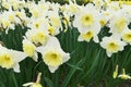 Narcissus `Ice follies` Amaryllidacea. White and yellow large flowers. Royalty Free Stock Photo