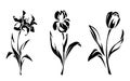 Narcissus, iris, and tulip flowers. Vector black silhouettes Royalty Free Stock Photo