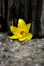 Narcissus isolated beauty old wood