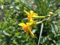 Narcissus jonquilla, commonly known as jonquil or rush daffodil Royalty Free Stock Photo