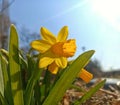 Narcissus jonquilla, commonly known as jonquil or rush daffodil, is a bulbous flowering plant, a species of the genus Narcissus d Royalty Free Stock Photo