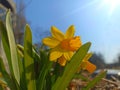 Narcissus jonquilla, commonly known as jonquil or rush daffodil, is a bulbous flowering plant, a species of the genus Narcissus d Royalty Free Stock Photo