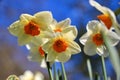 Flowers of rush daffodil in bloom against sky Royalty Free Stock Photo