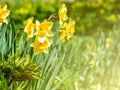 Narcissus jonquilla, commonly known as jonquil or rush daffodil yellow flowers on the field or meadow Royalty Free Stock Photo