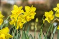 Narcissus jonquilla in the garden on a beautiful sunny day, selective focus on the flower Royalty Free Stock Photo