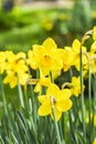 Narcissus jonquilla in the garden on a beautiful sunny day, selective focus on the flower Royalty Free Stock Photo