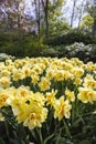 Narcissus jonquilla, rush narcis or jonquil, Keukenhof flower garden, Lisse, Netherlands Royalty Free Stock Photo