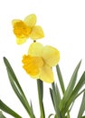 Narcissus jonquilla in studio Royalty Free Stock Photo
