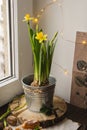 Narcissus in the metal pot