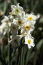 Narcissus multiflorous Tazetta - spring white flowers, background. Blooming unusual daffodils