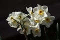 Narcissus multiflorous Tazetta - spring white flowers, dark background. Blooming unusual daffodils