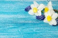 Narcissus and muscary hyacinths over on blue background.